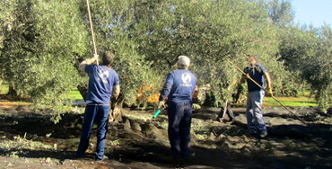 Recogida de la aceituna