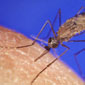 Mosquito de la malaria