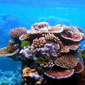 Barrera de coral