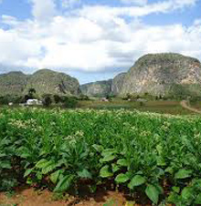 Plantación de tabaco en Cuba