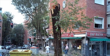 Caída de árbol en Madrid