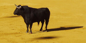 Toro de lidia