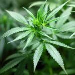 Marihuana