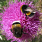 Abejorros