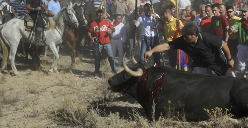 Toro de la Vega