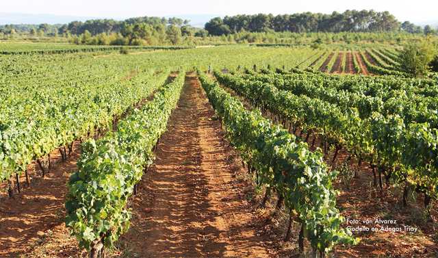 Godello en Adegas Triay