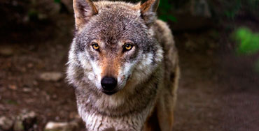 Lobo ibérico