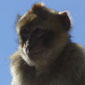 Macaco Gibraltar