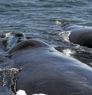 Ballenas