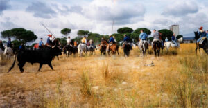 Toro de la Peña