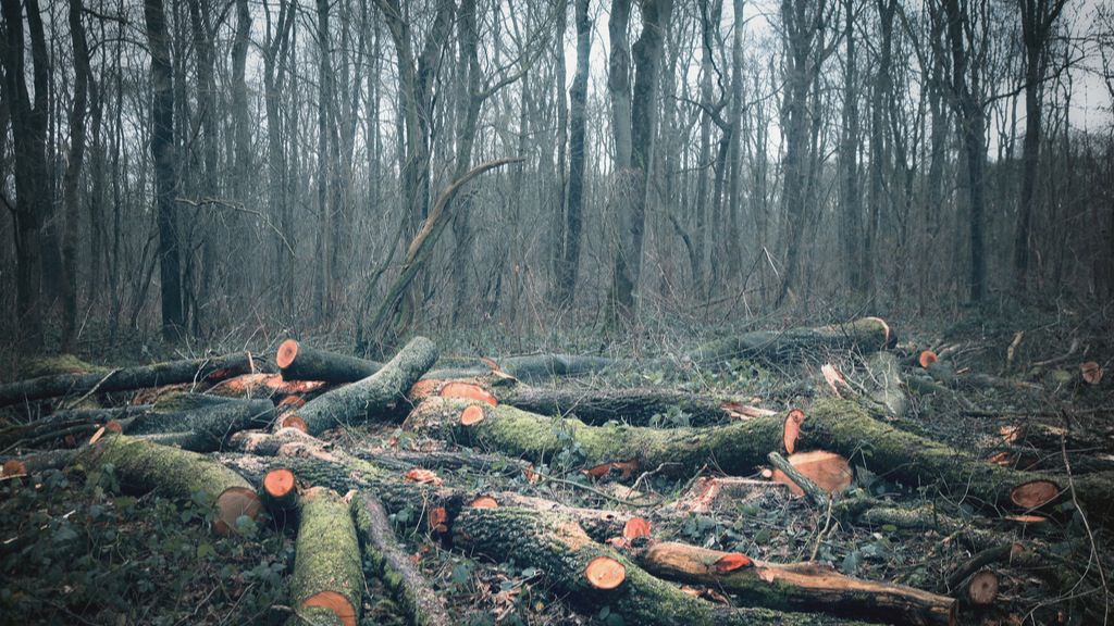Deforestación de los bosques