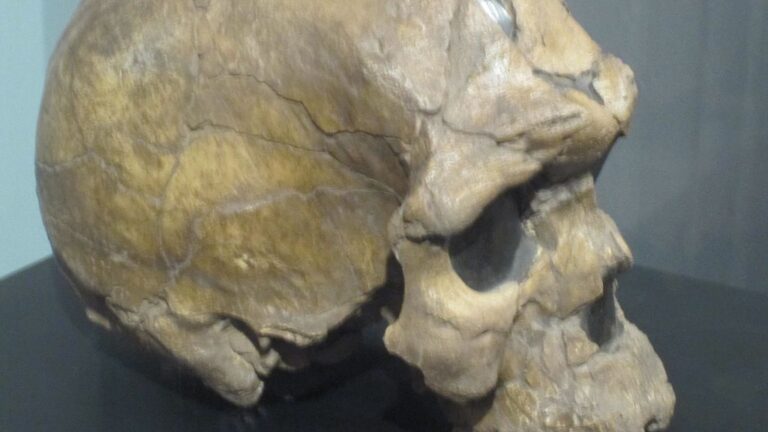 Cráneo de Homo Sapiens