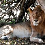 Safari leon Africa Kenia