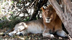 Safari leon Africa Kenia