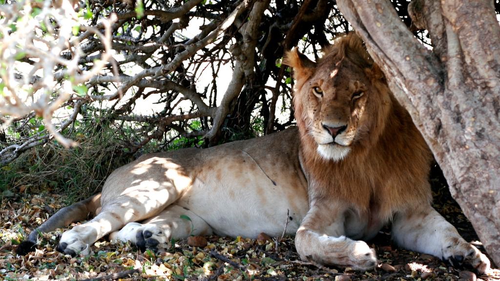 Safari leon Africa Kenia