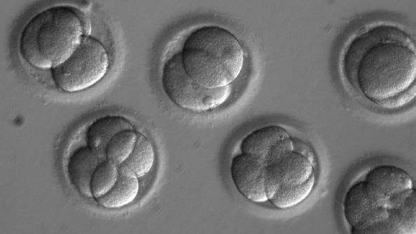 Embriones dos días después de la coinyección de los componentes CRISPR con el esperma del donante. / OHSU