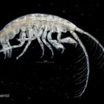 La nueva especie de crustáceo de los fondos marinos de Galicia Photis guerrai