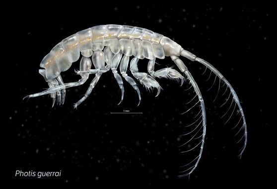 La nueva especie de crustáceo de los fondos marinos de Galicia Photis guerrai