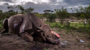 © BRENT STIRTON / WILDLIFE PHOTOGRAPHER OF THE YEAR 2017