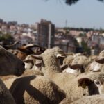 Fiesta de la trashumancia