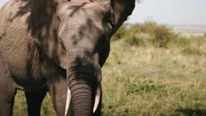 Safari elefante Africa Kenia