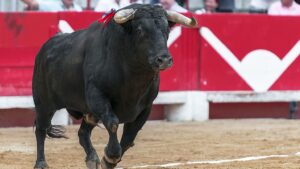 Toro corrida