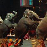 Elefantes circo