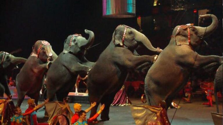 Elefantes circo