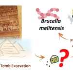 La sustancia blanquecina encontrada en un la tumba de Ptahmes, del siglo XIII a. C., ha resultado ser queso contaminado con la bacteria de la brucelosis
