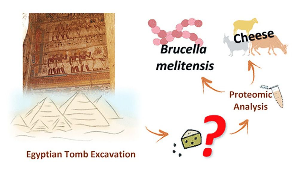 La sustancia blanquecina encontrada en un la tumba de Ptahmes, del siglo XIII a. C., ha resultado ser queso contaminado con la bacteria de la brucelosis