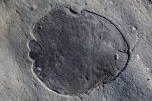 Restos fósiles de Dickinsonia