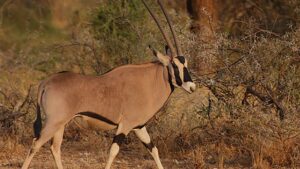 El órice beisa es una de las especies amenazadas