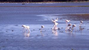 Parque Nacional de Donana