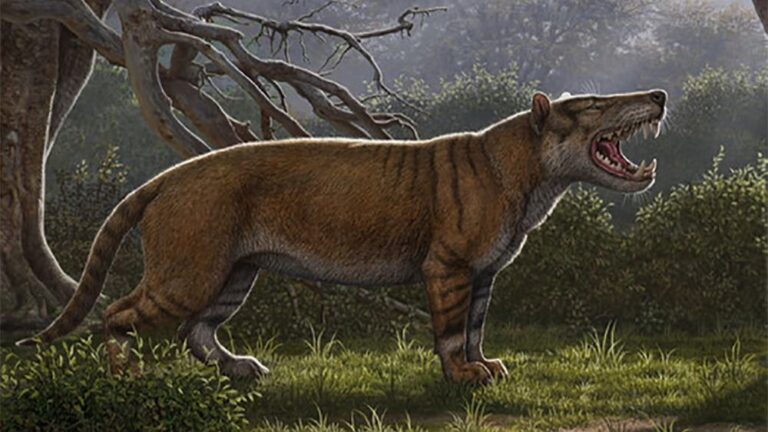 Reconstrucción artística de Simbakubwa kutokaafrika, un carnívoro gigante conocido por la mayor parte de su mandíbula, porciones de su cráneo y partes de su esqueleto