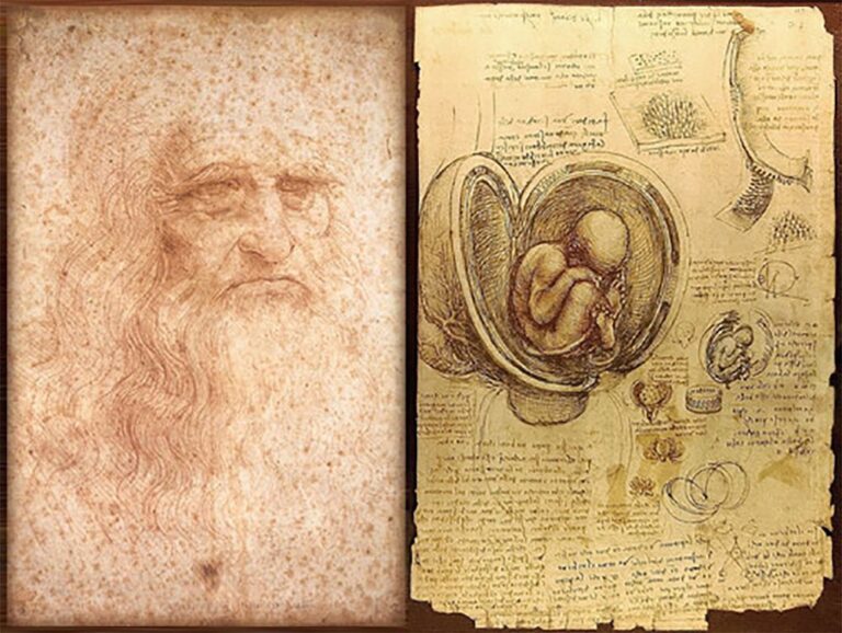 Autorretrato de Leonardo da Vinci dibujado entre 1512 y 1515 (izquierda) y dibujos sobre el embrión humano, realizados entre 1510 y 1513 (derecha).