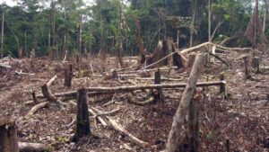 Deforestación del Amazonas