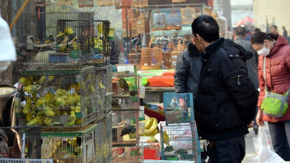 Mercado de aves