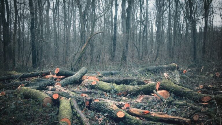 Deforestación de los bosques