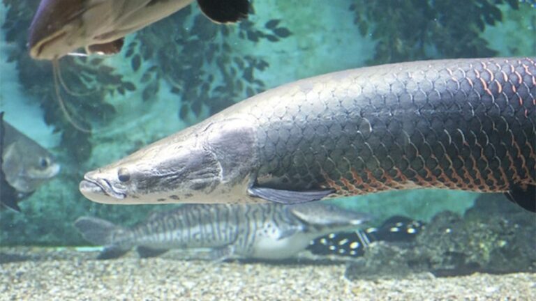 El 37 % de los peces de agua dulce de Australia están amenazados de extinción