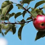 Manzanas fruta arbol