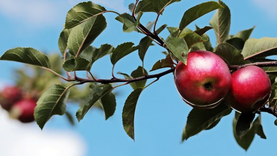 Manzanas fruta arbol