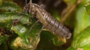 moptera murphyi, el díptero quironómido que coloniza la Antártida