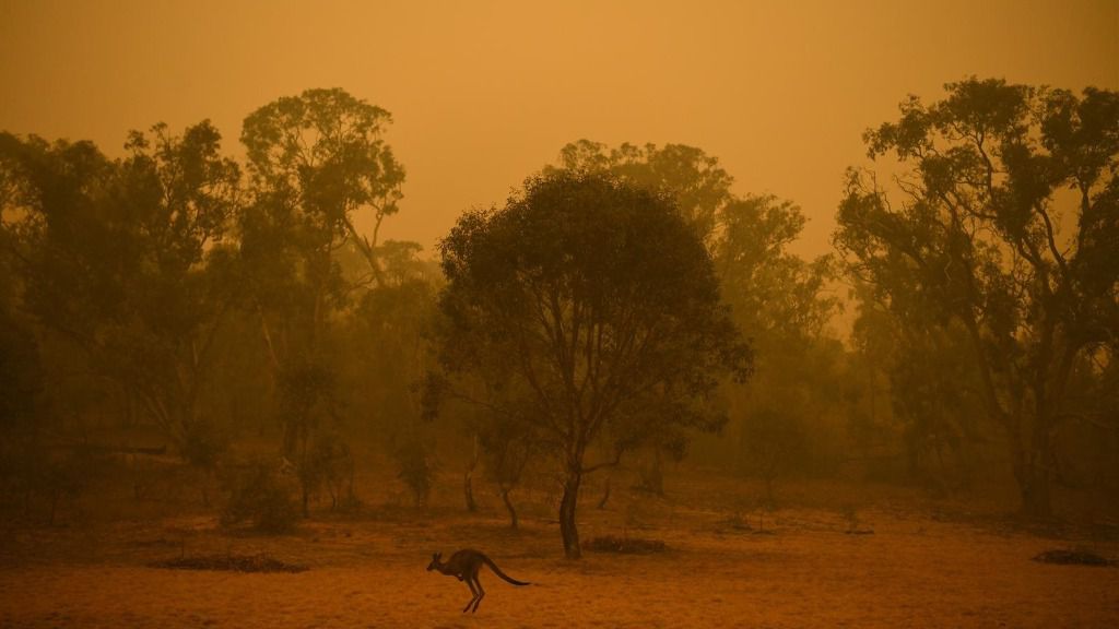 Un canguro atraviesa una región afectada por los incendios cerca de Canberra, Australia