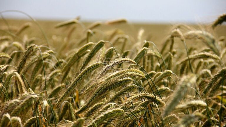 agricultura centeno campo cereales