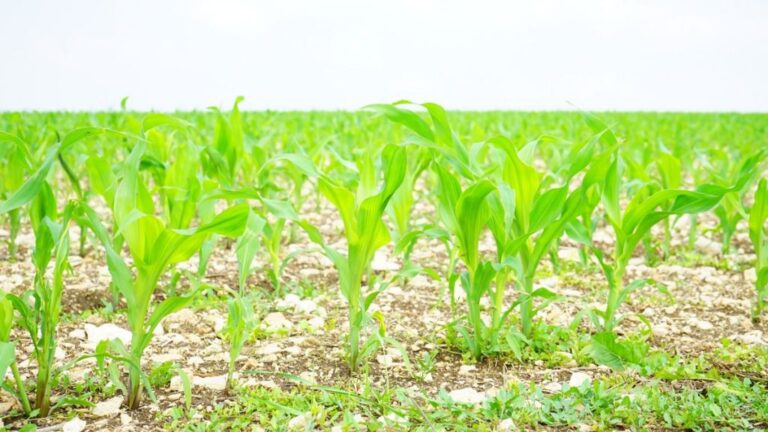 Campo de cultivo