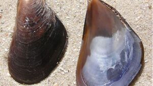 Mejillón mediterráneo (Mytilus galloprovincialis), una de las especies invasoras en la Antártida