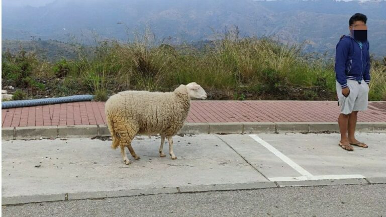 Denunciado por sacar a pasear una oveja durante el estado de alarma