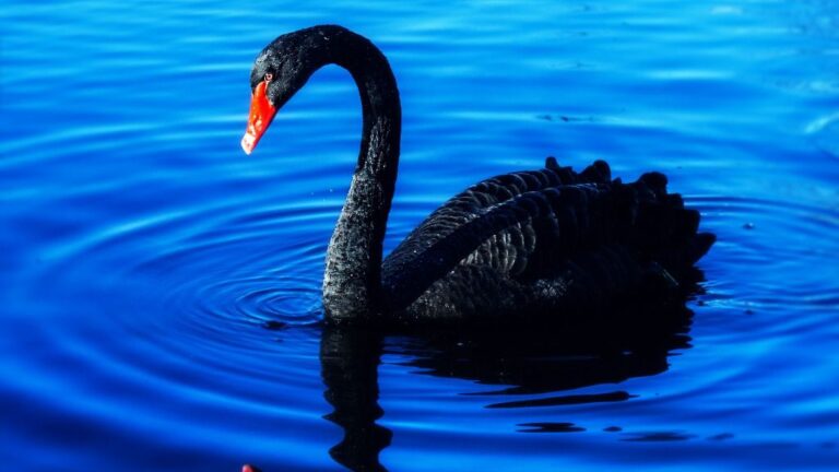 Cisne negro