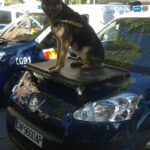 Perros Policía