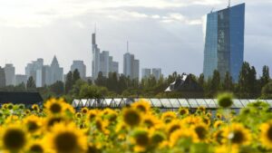 Girasoles en las inmediaciones de Frankfurt